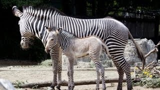 Zebra Braying  At The Denver Zoo [upl. by Arihsa]