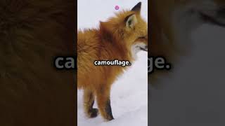 Amazing Facts About the Corsac Fox [upl. by Nylaras]