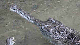 Gavial Du Gange  Gharial  Ferme Aux Crocodiles Pierrelatte [upl. by Hares241]