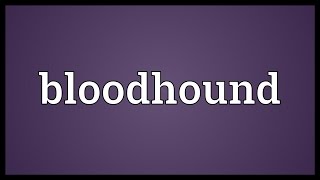 Bloodhound Meaning [upl. by Hertzfeld]