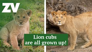 Lion cubs are all grown up [upl. by Yllek]