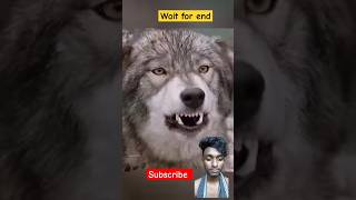 THE BOY MADE THE WOLF HIS FRIENDshorts viralvideo animals [upl. by Grayce539]