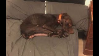 Dog comes home malnourished and sickly after 2 months with Utah trainer [upl. by Lateehs676]