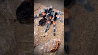 The puppy eats Mexican Red knee tarantula Brachypelma hamorii tarantulafeeding shorts [upl. by Leinehtan]