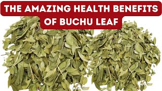 11 BENEFITS OF BUCHU LEAF FOR HEALTH [upl. by Dwain559]