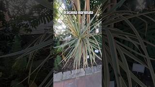 Dracaena marginata 🌿 plantas jardin garden gardeningflowers [upl. by Lait]