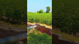 pind song punjabisong punjabi song pakistanihindu ajmaldaglavlog shortsvideo [upl. by Moynahan]