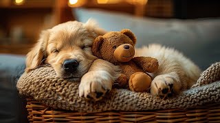 Relax Your Golden Retriever Within 5 Minutes 🐶💖 Sleep Music For Dogs And Puppies [upl. by Corrie]