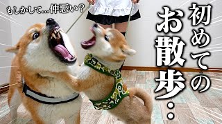 【初めてがこれ？】先住犬こまちゃんと初散歩に行く生後3ヶ月の柴犬の反応が可愛すぎました [upl. by Simaj]