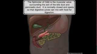 MUSC DIGESTIVE DISEASE CENTER Sphincter of Oddi Dysfunction [upl. by Nanreit573]