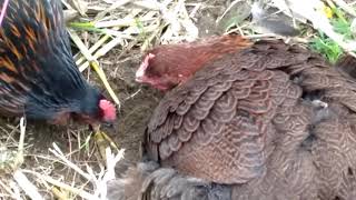 Partridge Cochin hen taking a dustbath [upl. by Ynnub]