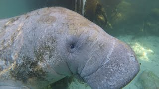 Manatees in Florida [upl. by Yeniar]