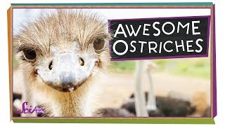 Ostriches The Worlds Biggest Birds  Biology for Kids  SciShow Kids [upl. by Ainiger]