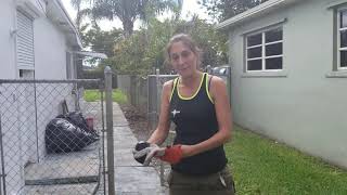 Iguana Trapping in South Florida by Iguana Solutions [upl. by Noelopan]