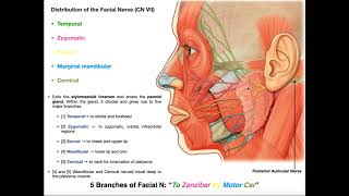 The Facial Nerve CN VII  Structure Function amp Major Branches [upl. by Rotceh6]