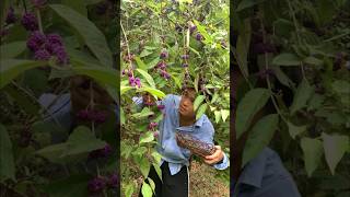 Blue Berries Philippines [upl. by Lezirg930]