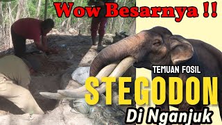 TEMUAN FOSIL STEGODON DI NGANJUK  MENARIK PERHATIAN BADAN GEOLOGI [upl. by Ferrel]