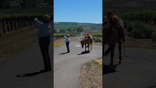 whos a good girl Wrigley besides being beautiful she loves her job cowgirls equestrian [upl. by Branden]