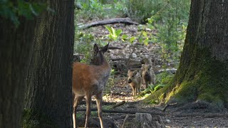 Wilde zwijnen met frislingen en Groep Edelherten  Wild Boars amp Red Deer  Forest on the Veluwe 4k [upl. by Latsirk]