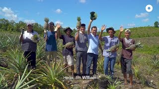 The Pineapple Farm in Bintan [upl. by Aromas]