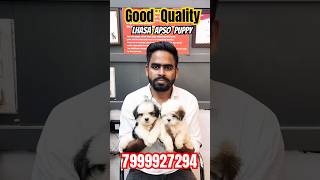 BEST PRICE LHASA APSO BEST OFFER  youtubeshorts pets lhasaapso puppy doglover puppyvideos [upl. by Mencher358]