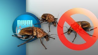 Anti Roaches Invasion Ultrasonic Sound Stop Beetle Insects How to get rid of Cockroach Forever [upl. by Wesle149]