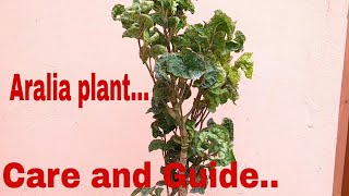 Aralia plant  How to care aralia plant care aralia plant [upl. by Erehpotsirhc]