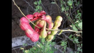 Healthy and Yummy Madras Thorn Fruits  Pithecellobium dulce [upl. by Moulden]