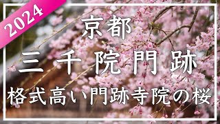 2024 春の京都・桜 〜 三千院門跡 〜 大原の格式高い門跡寺院の桜。京都市内より少し遅れて見頃を迎えましたNo440 京都桜 [upl. by Naej817]