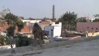 Monkeys turn on tourist in Agra India [upl. by Sivehc]