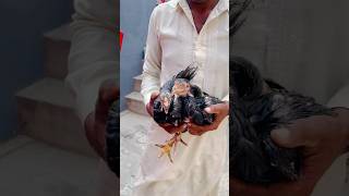 Moving Mahnoor Chicks 🐣 ￼Aseel Kurak Murgi 276 hen shorts youtube youtubeshorts pets [upl. by Col]