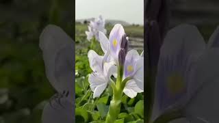 shortvideo wildlifevideography kachuri panaEichhornia crassipesjoldhaka river mindblowing 💕 [upl. by Dwaine]