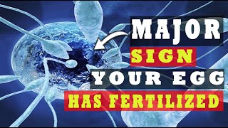 Egg and Sperm Meet Symptoms – Major Signs Your Egg Has Been Fertilized 5 INDICATIVE SYMPTOMS [upl. by Hennessy]