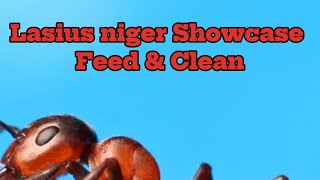 Lasius Niger Showcase Feed amp Clean [upl. by Rainwater414]