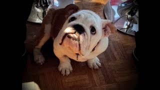 Have you ever seen an English bulldog crying [upl. by Eissirc]