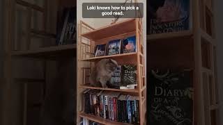 Cats and Books Dont ya Just Love em booktok shorts booktube booktuber cutecat [upl. by Acus]