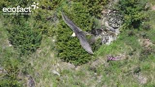 Bearded Vulture Gypaetus barbatus in the Spanish Pyrenees 4K [upl. by Eno]