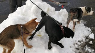 Dogs behaving badly at the snowbank 😂🤣 [upl. by Jacki238]