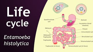 Life cycle of Entamoeba histolytica  parasitology  Basic Science Series [upl. by Adias]