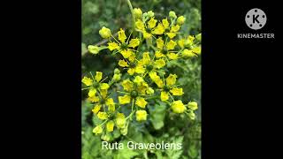 Rumex Crispus amp Ruta Graveolens Keynote and characteristics [upl. by Hunt]