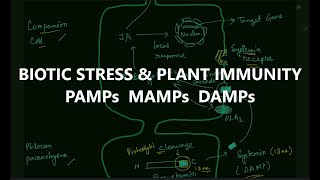 BIOTIC STRESS  PLANT IMMUNOLOGY PAMPs  MAMPs  DAMPs csirnet lifescience [upl. by Adnimra345]