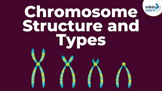 Genetics  Chromosome Structure and Types  Lesson 18  Dont Memorise [upl. by Carrick]