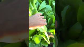 110 Harvest Bokchoy organicgardening gardentime backyardgarden gardening vegetables shortvideo [upl. by Eppie500]