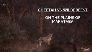 Cheetah VS Wildebeest  Marataba Luxury Lodges  South Africa  safari wildlife cheetah [upl. by Juetta]