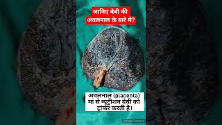 जानिए बेबी की अवलनाल placenta क्या होती हैplaceta functions placenta formation pregnancycare [upl. by O'Grady]