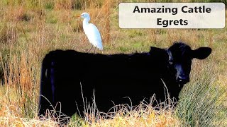 Cattle Egrets Amazing Story [upl. by Notgnirra]