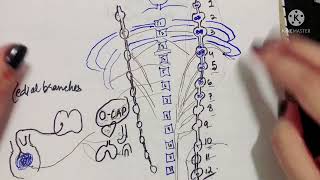 Thoracic Sympathetic Trunk  CONCEPT CLEARED  Part 2  Medial branches [upl. by Ecnesse]