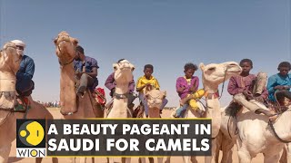 Over 40 camels disqualified from Saudi Arabias ‘beauty contest’ over Botox  Latest English News [upl. by Enyalaj]