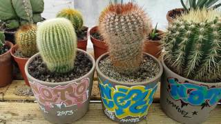 Tour of my Cacti Collection  Clip 1 [upl. by Ainirtak]