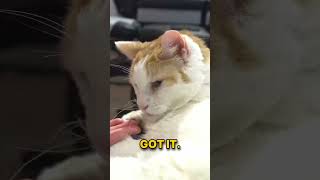 CHARMER THE 15 YR OLD CAT LIMPING AND IN PAIN  WATCH HIM TRY TO BITE AND SCRACT DR DOUG [upl. by Yenrab]